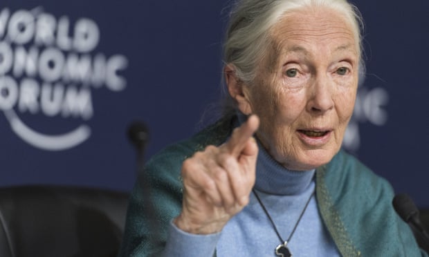Jane Goodall: humanity is finished if it fails to adapt after Covid-19